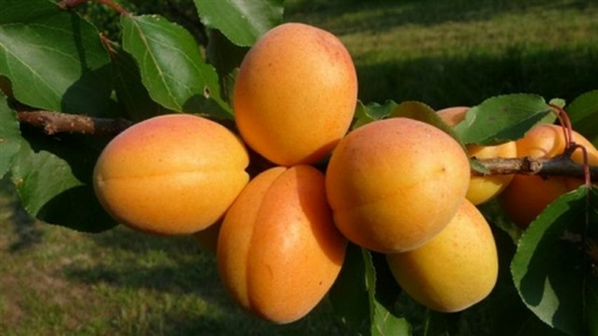 アプリコットのジャム 250g イタリア マッセリアミロガッロ　ベルフィオーレ家　小林もりみセレクト ジャム MM-0006 カーサモリミ 【国内正規品】