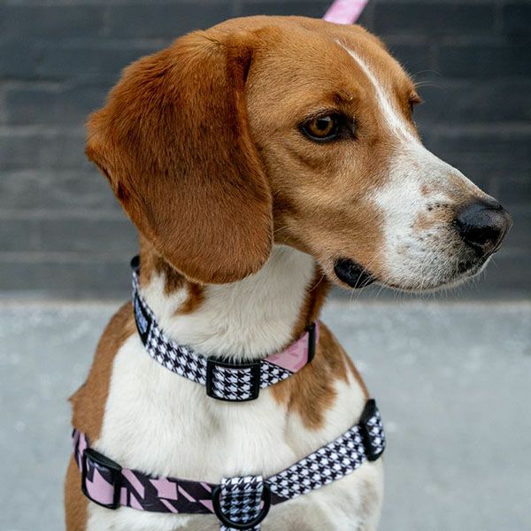ウルフギャング マン＆ビースト ハーネス Lサイズ 大型犬用 HoundsPink