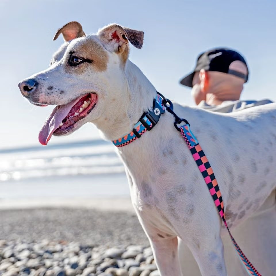 ウルフギャング マン＆ビースト 首輪リードセット LLサイズ 大型犬用