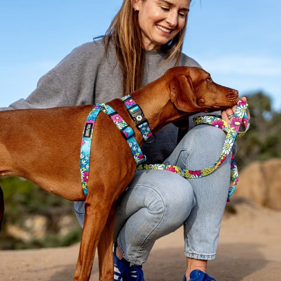 ウルフギャング マン＆ビースト 首輪リードセット Sサイズ 小型犬用