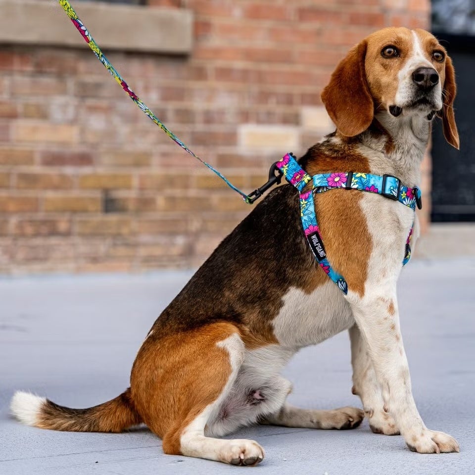 ウルフギャング マン＆ビースト ハーネスリードセット MLサイズ 中型犬